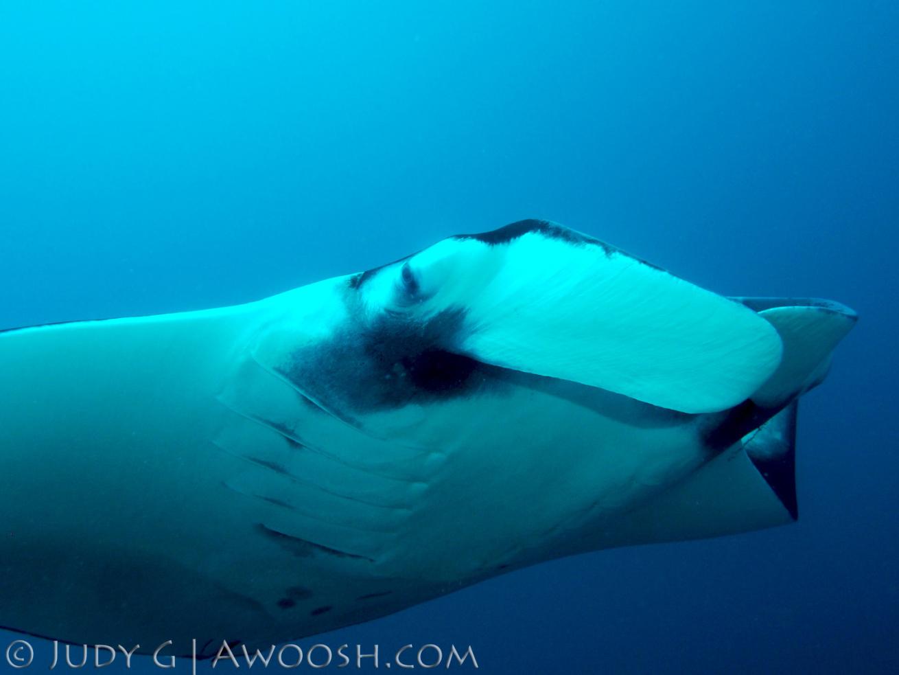 Underwater photo of a manta ray in the ocean. Koh Bon, Thailand