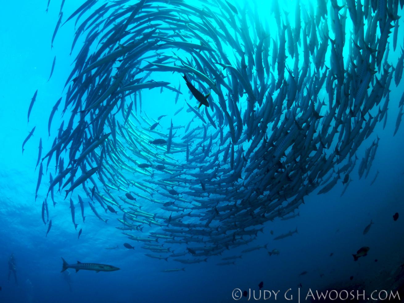 Schooling barracuda underwater in Thailand