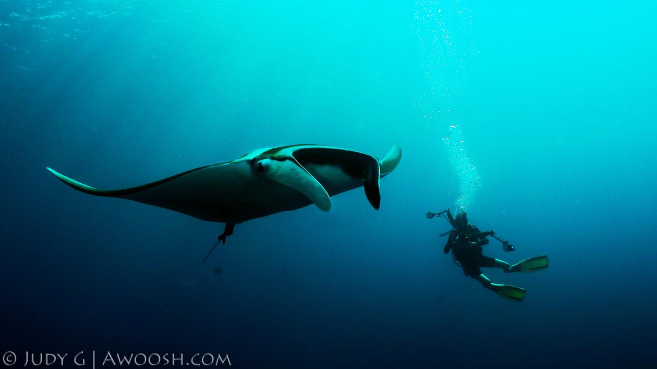 Diver and Manta Ray underwater in Koh Bon, Thailand