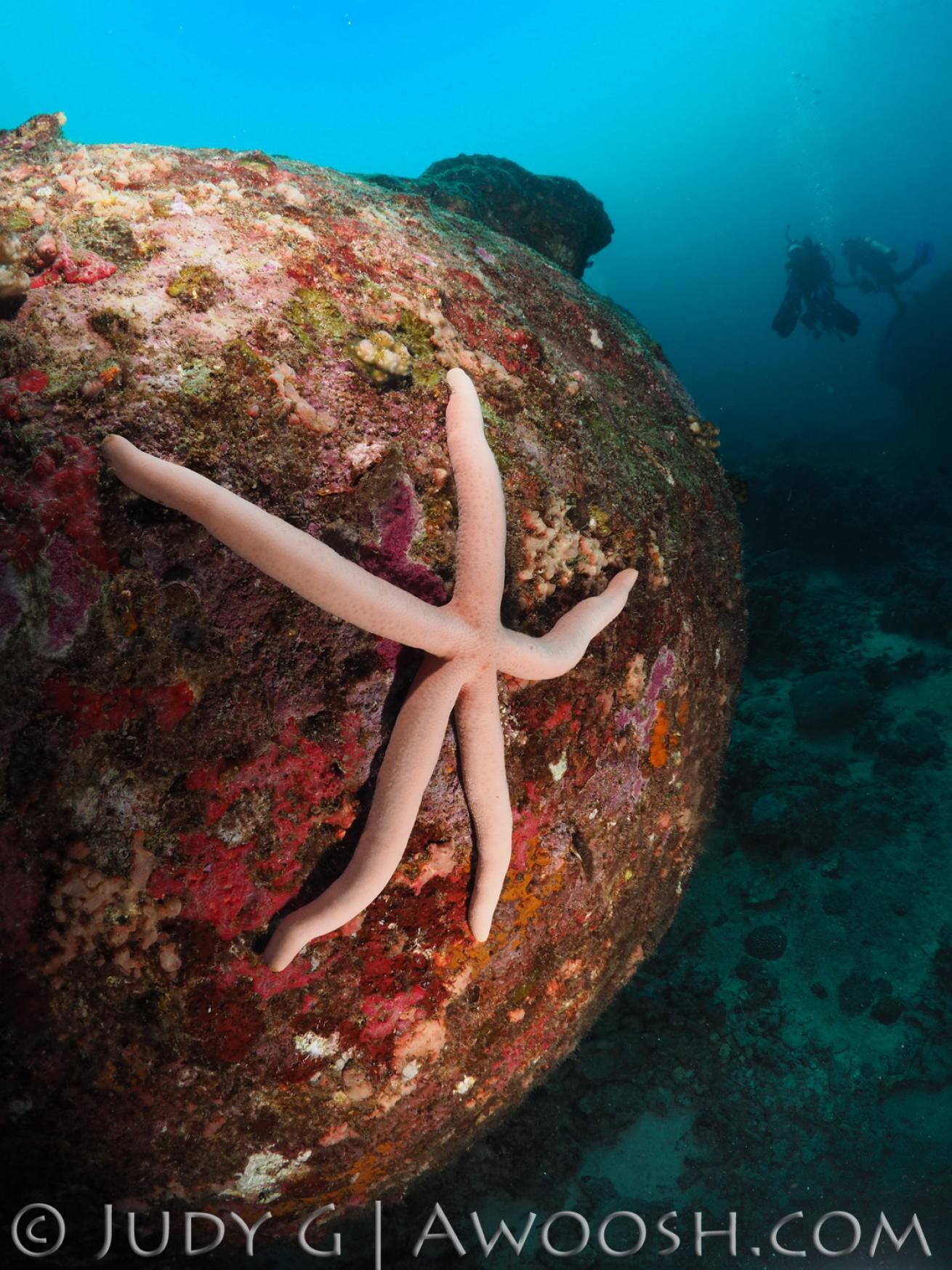 Underwater photo of a starfish in a coral garden in Thailand