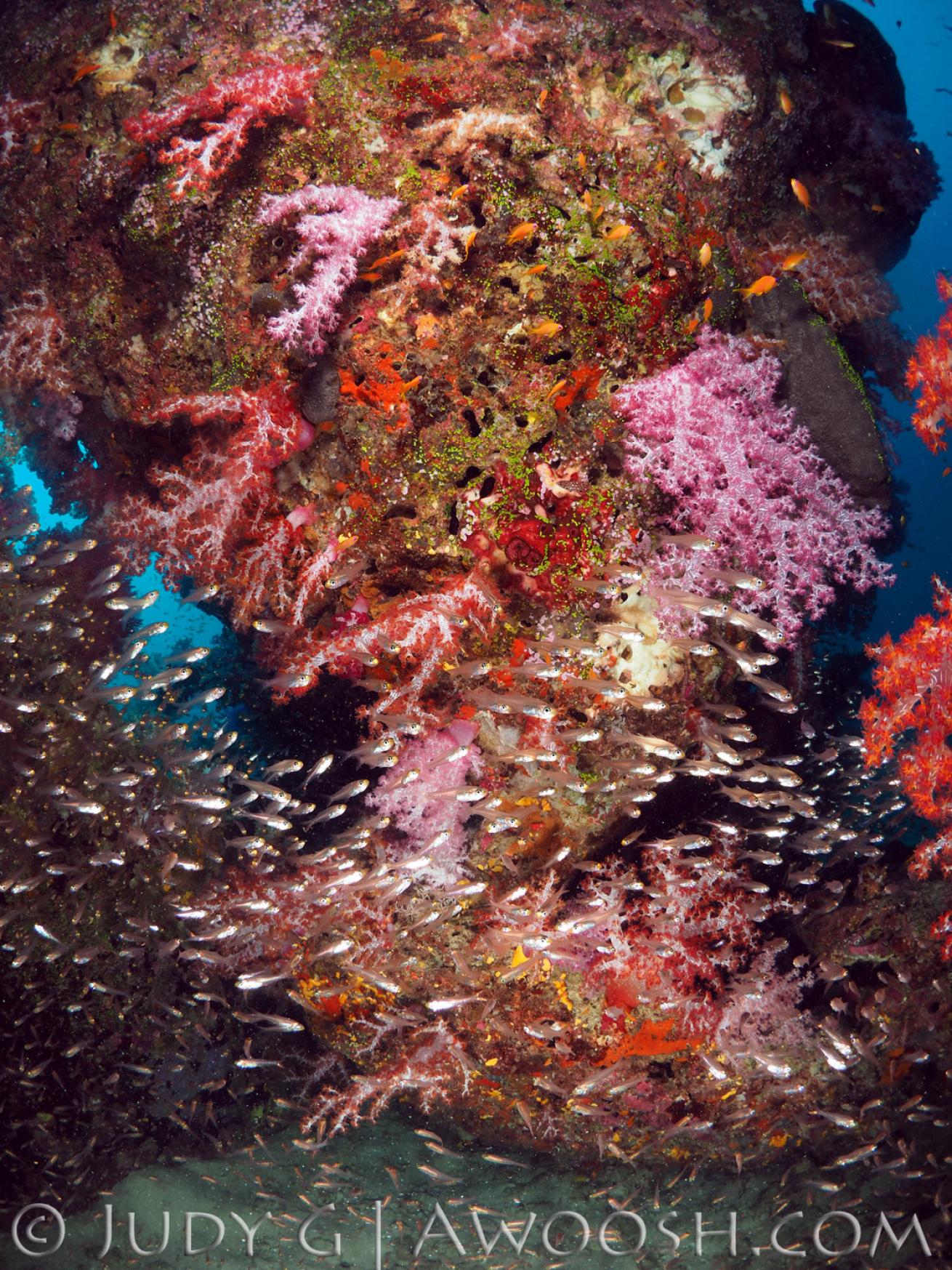 Underwater photo of a colorful soft coral reef in the Similan Islands, Thailand