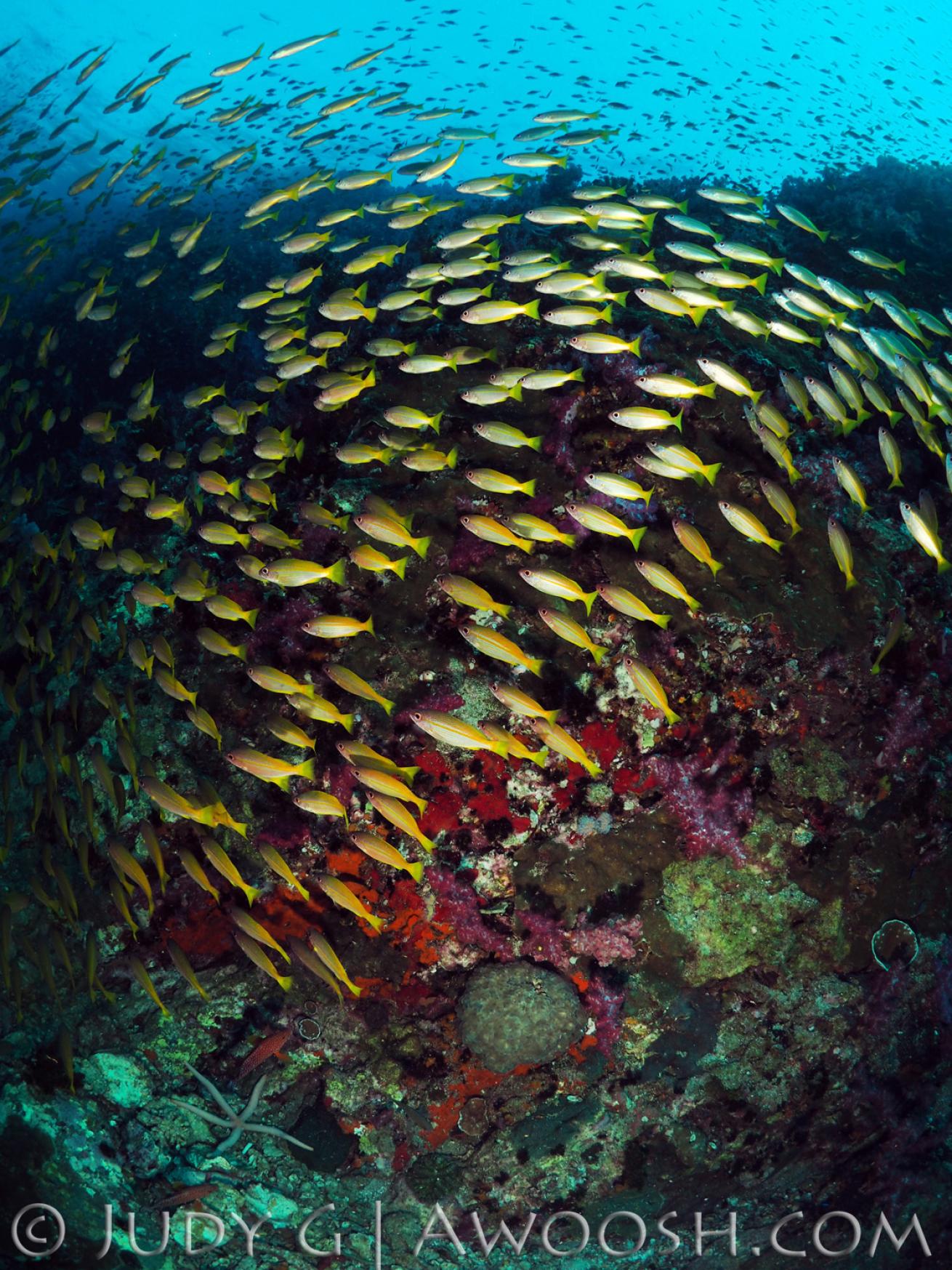 Schooling fusiliers fish in Richelieu Rock, Thailand underwater photography