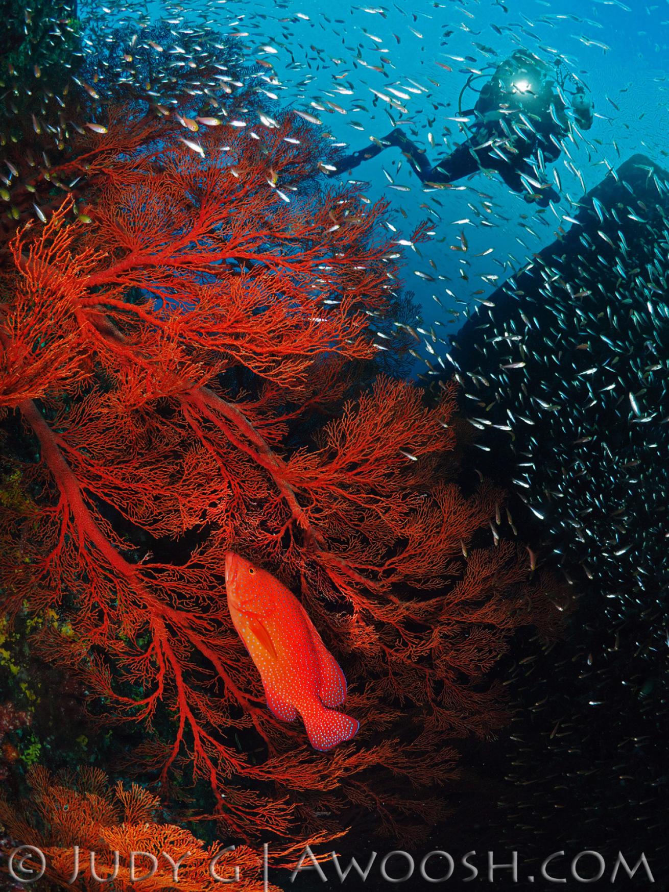 Underwater photo of a sea fan and baitfish with scuba diver in Thailand