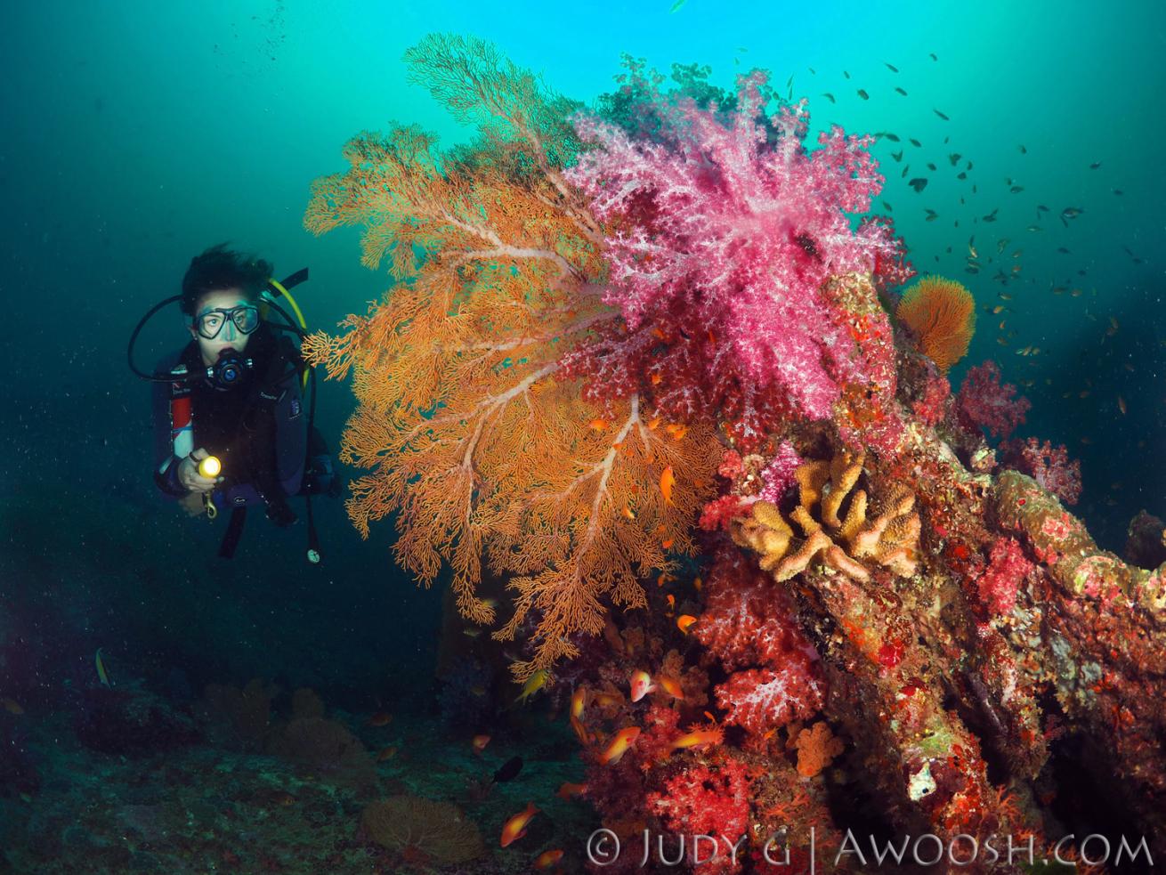 Underwater photo taken in Thailand of soft coral and the thermocline is visibile