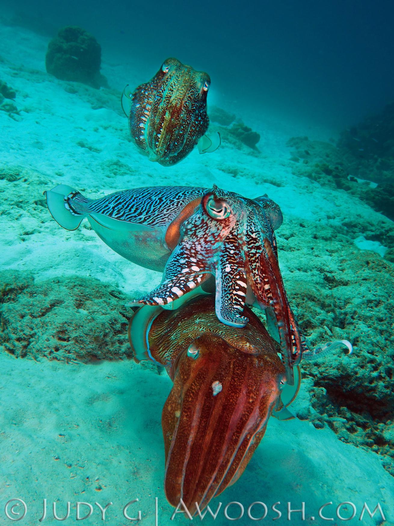 Cuttlefish mating behavior underwater in Thailand