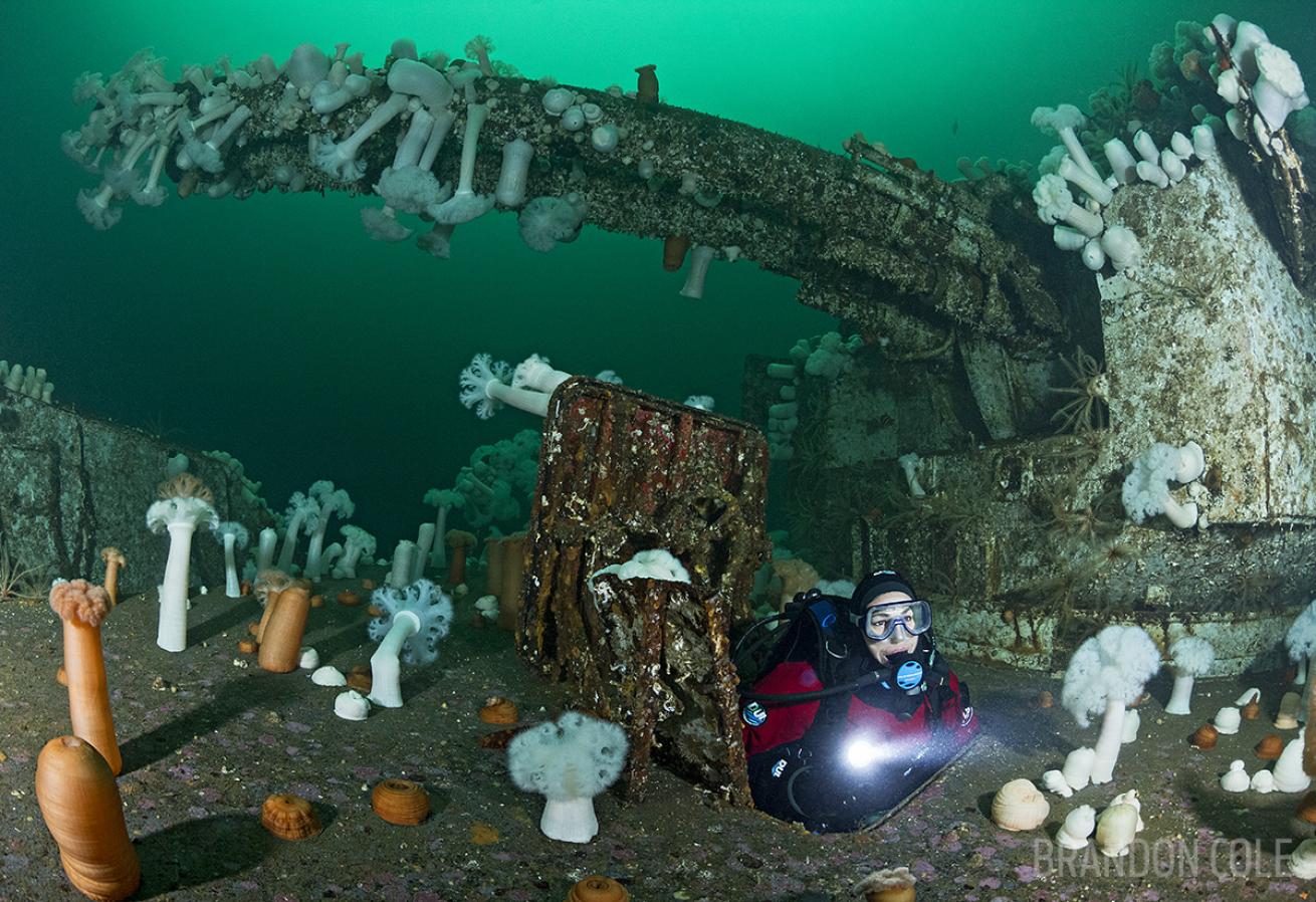 HMCS Saskatchewan shipwreck with anemones in British Columbia