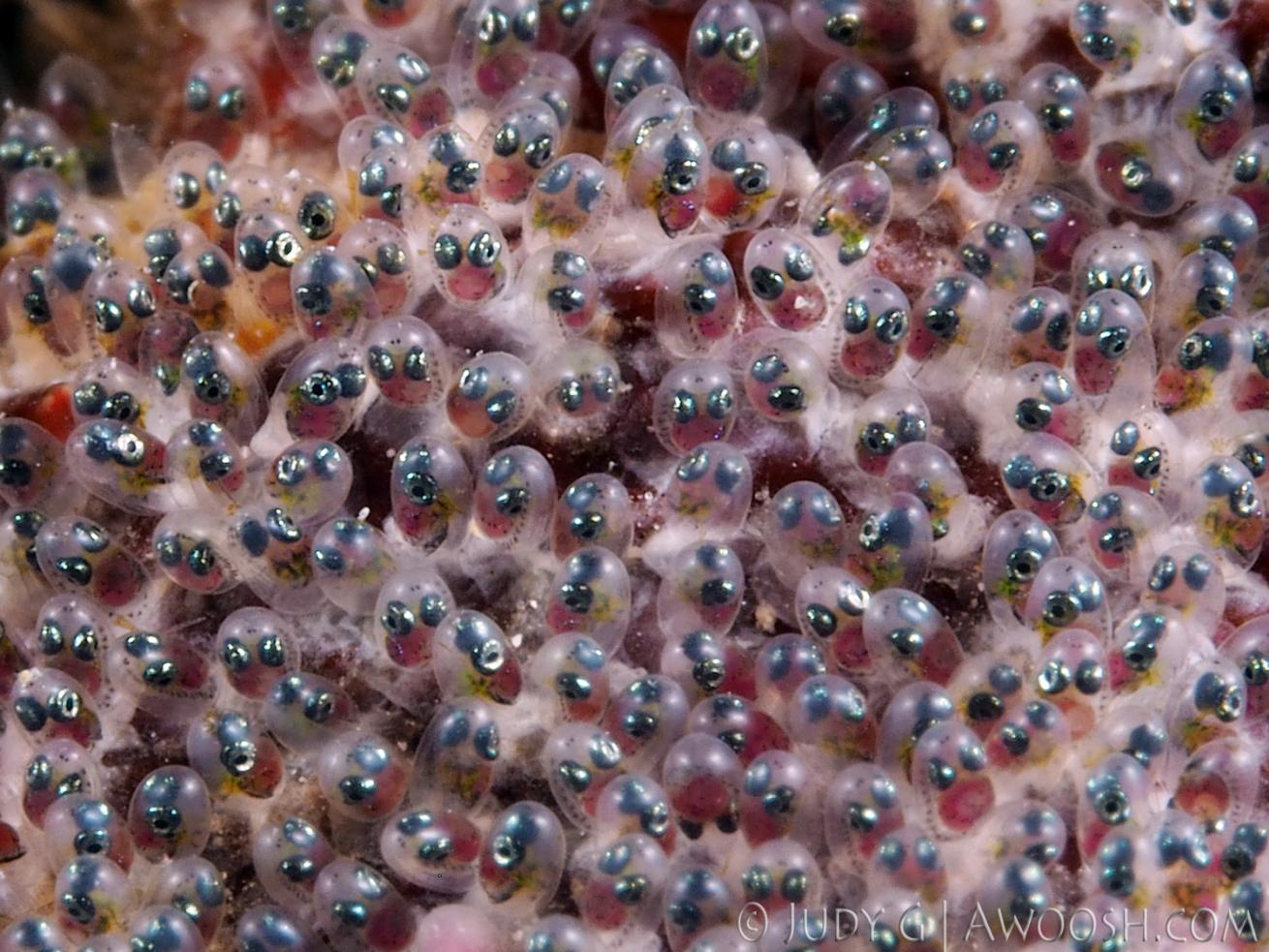 Damselfish Eggs Underwater in Roatan