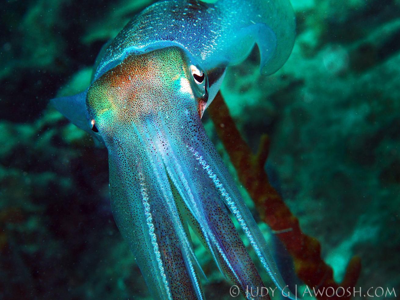 Colorful blue squid underwater photo in Roatan