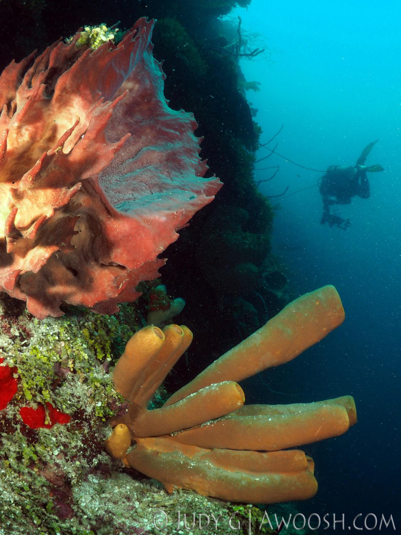 Diver on Coral Reef Newman's Wall Roatan, Honduras CoCo View Resort