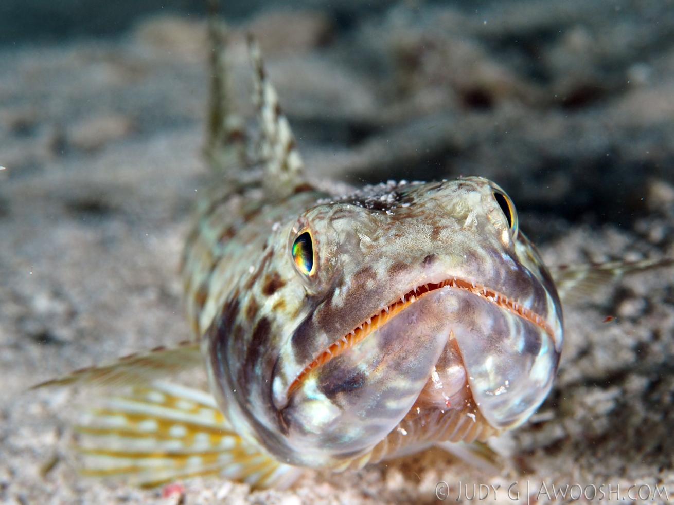 Sand Diver Lizard Fish underwater photo