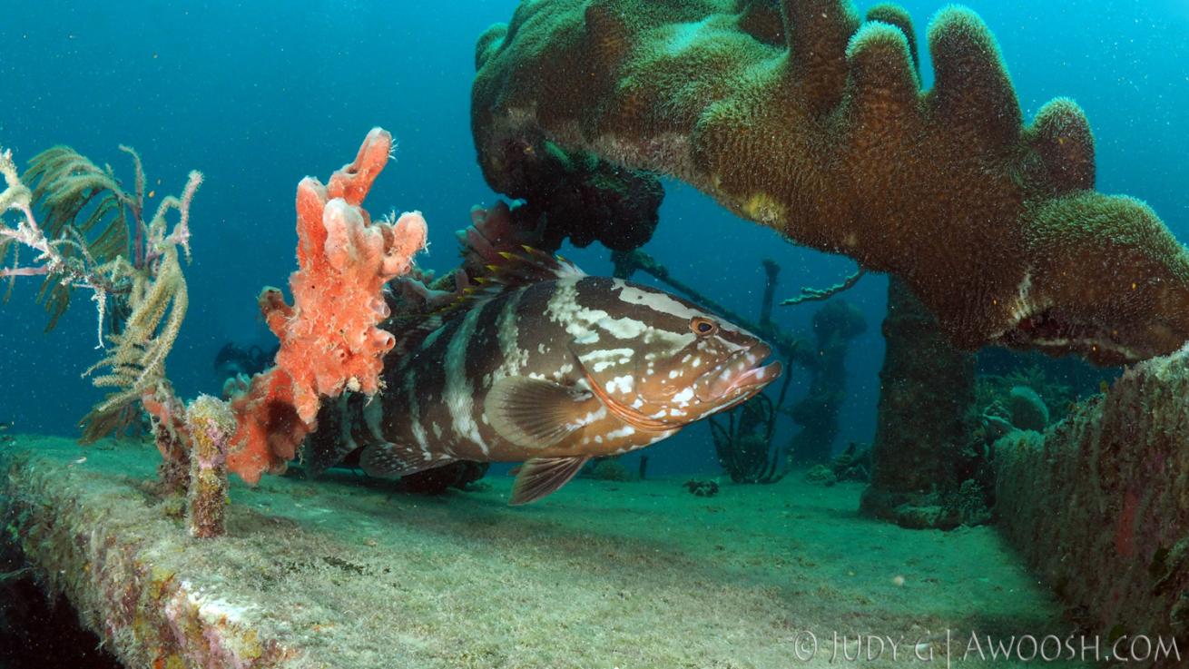 Grouper on Shipwreck underwater in Roatan Honduras