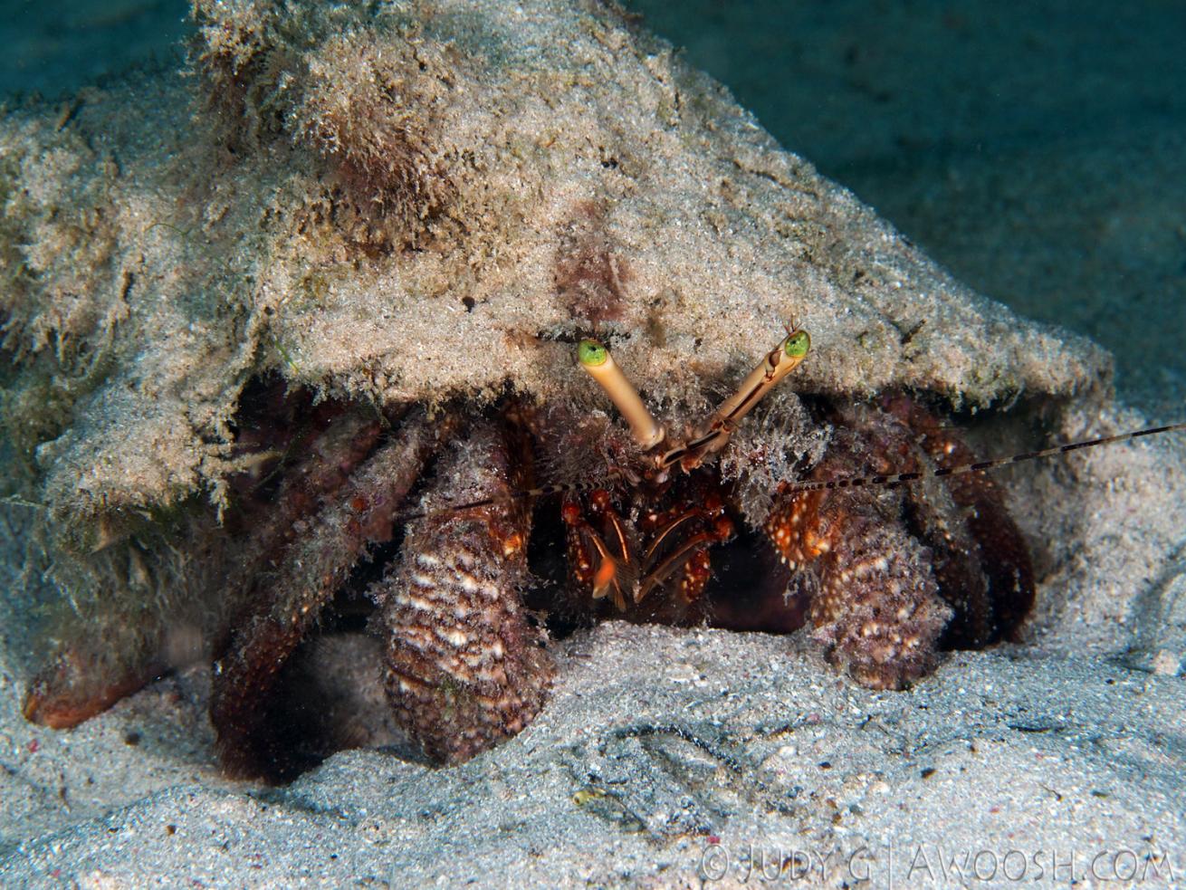 Underwater Photo Hermit Crab Roatan Honduras