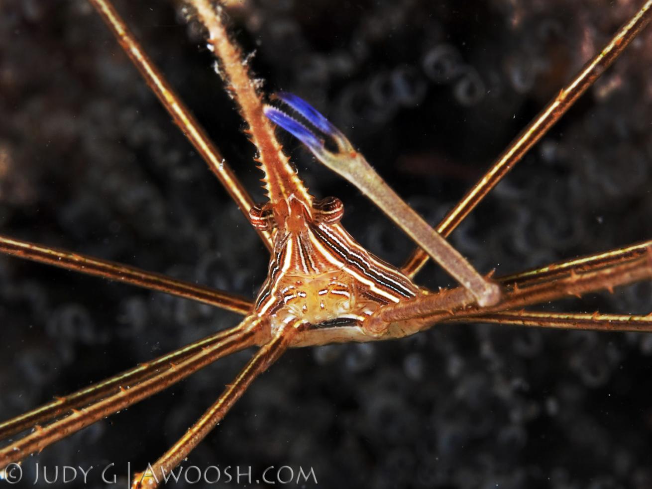 Arrow Crab Underwater in Coco View Dive Resort, Roatan, Honduras