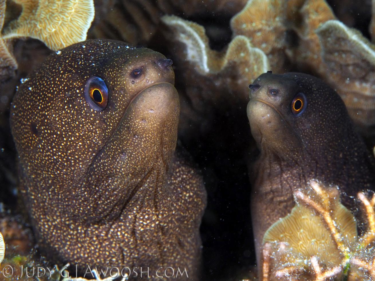 Golden Tailed Moray Eels Two Underwater in CoCo View Dive Resort, Roatan, Honduras