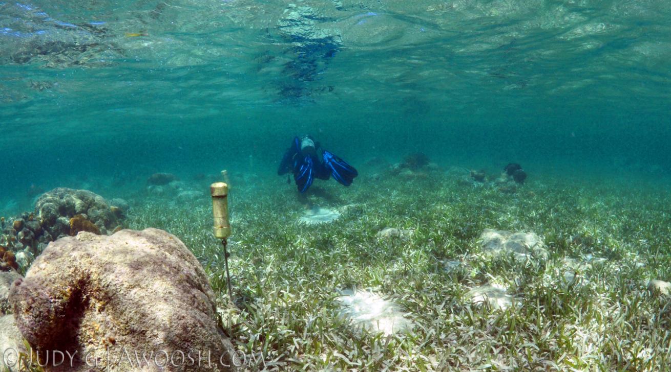 Diver swimming over reef in CoCo View Resort, Roatan, Honduras