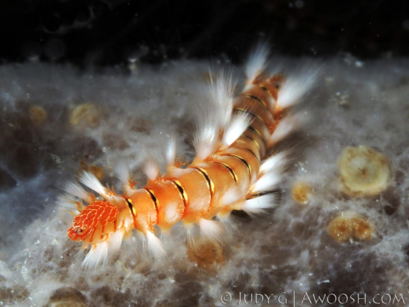 Underwater photo of a fireworm in CoCo View Dive Resort in Roatan, Honduras