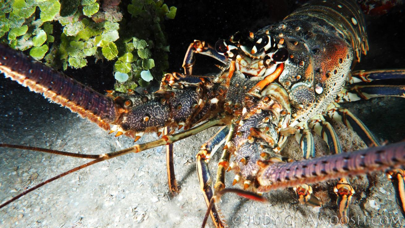 Underwater photo of a lobster in Roatan