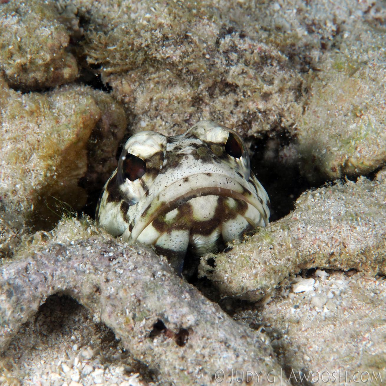 Underwater Photo Jawfish hiding Scuba Diving