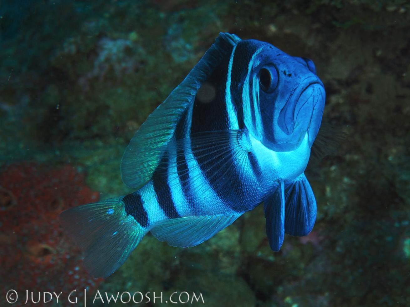 Indigo Hamlet fish underwater photo in Roatan