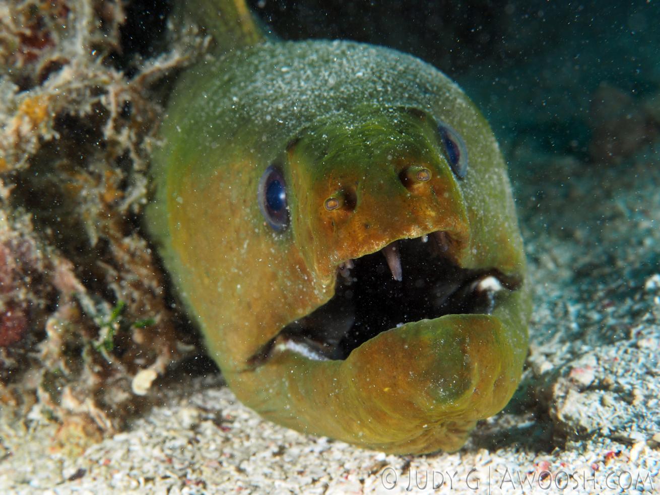 Green Moray Eel Underwater in Roatan