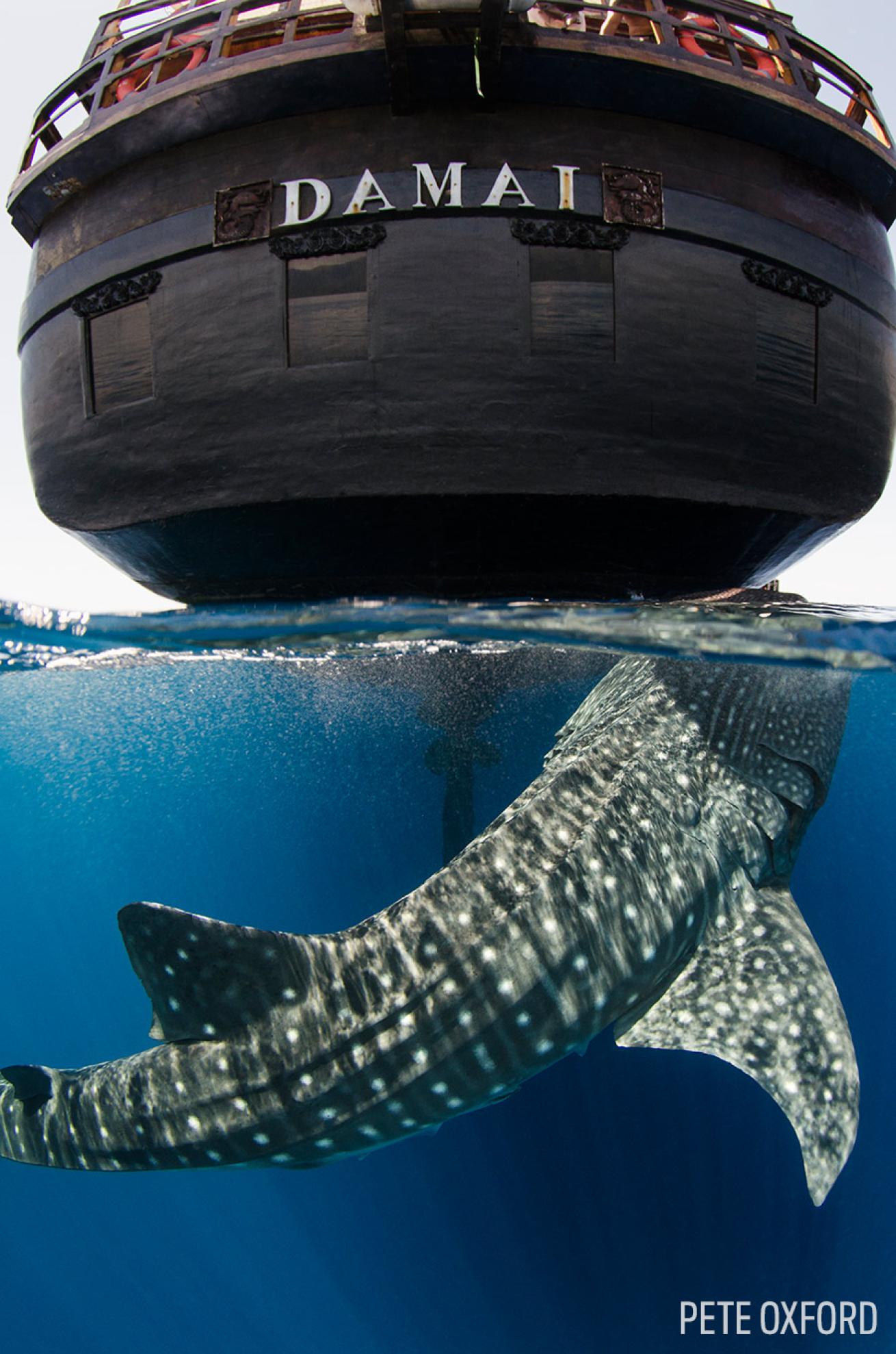 whale shark split shot scuba diving underwater photography indonesia