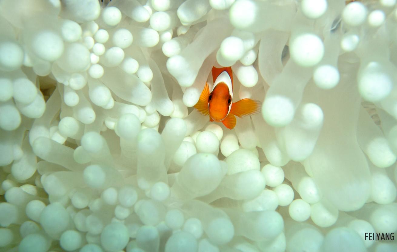 anemone bleach white clownfish contamination underwater photography