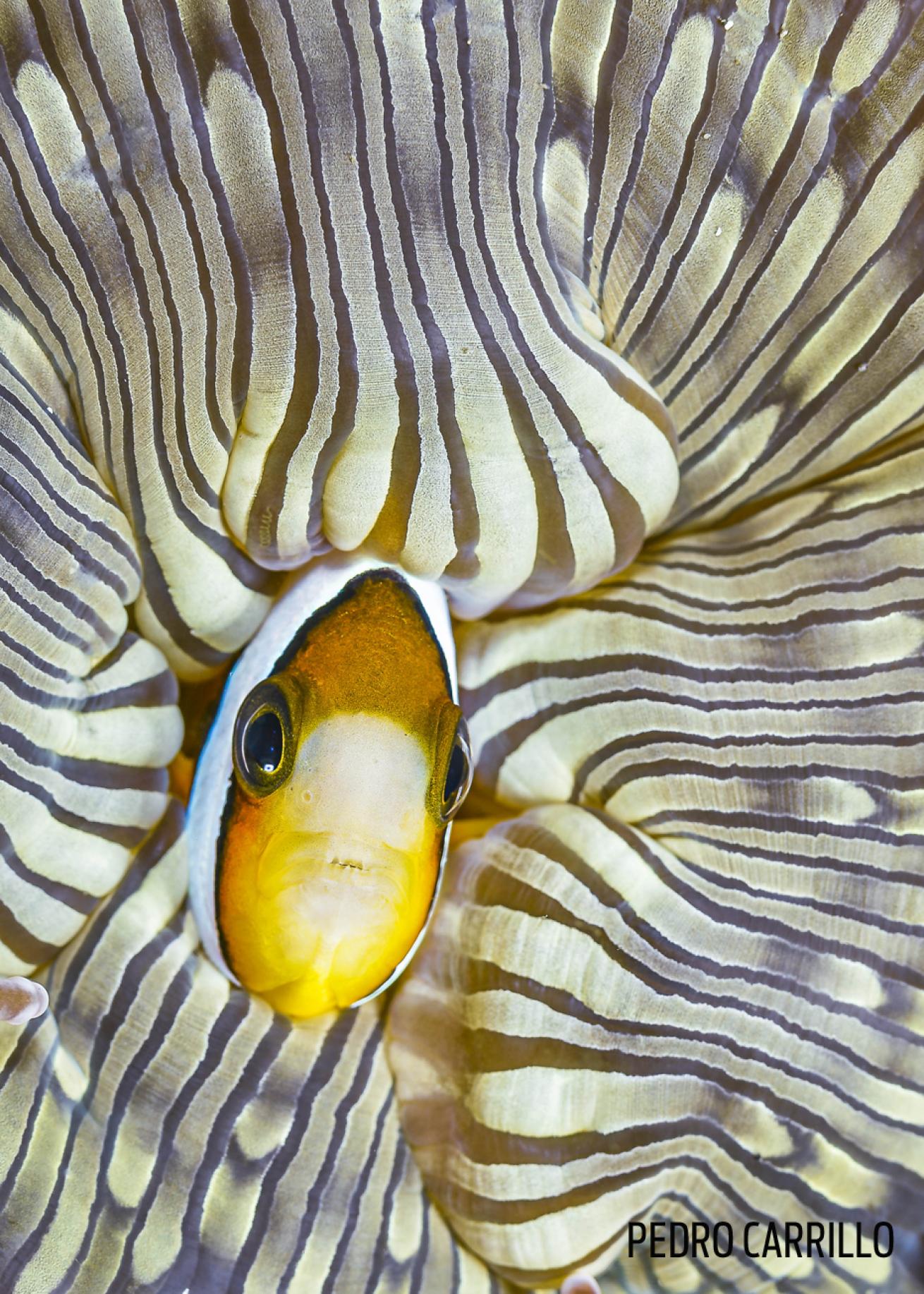anemone fish clown lights bright home underwater photography
