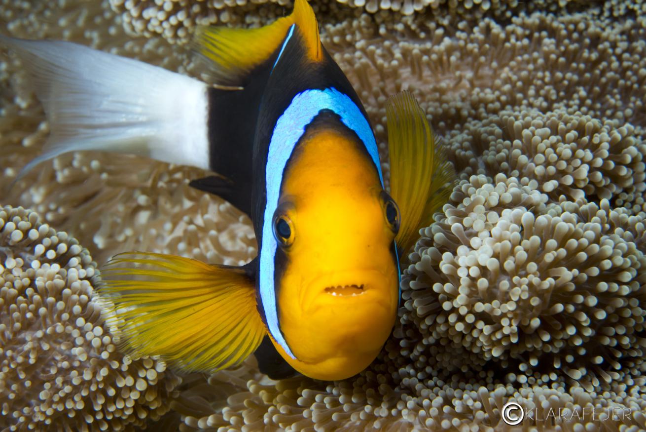 orange fin anemonefish papua new guinea underwater photography