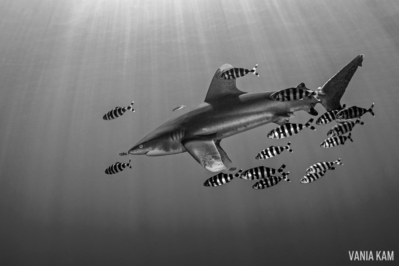oceanic whitetip shark underwater photography