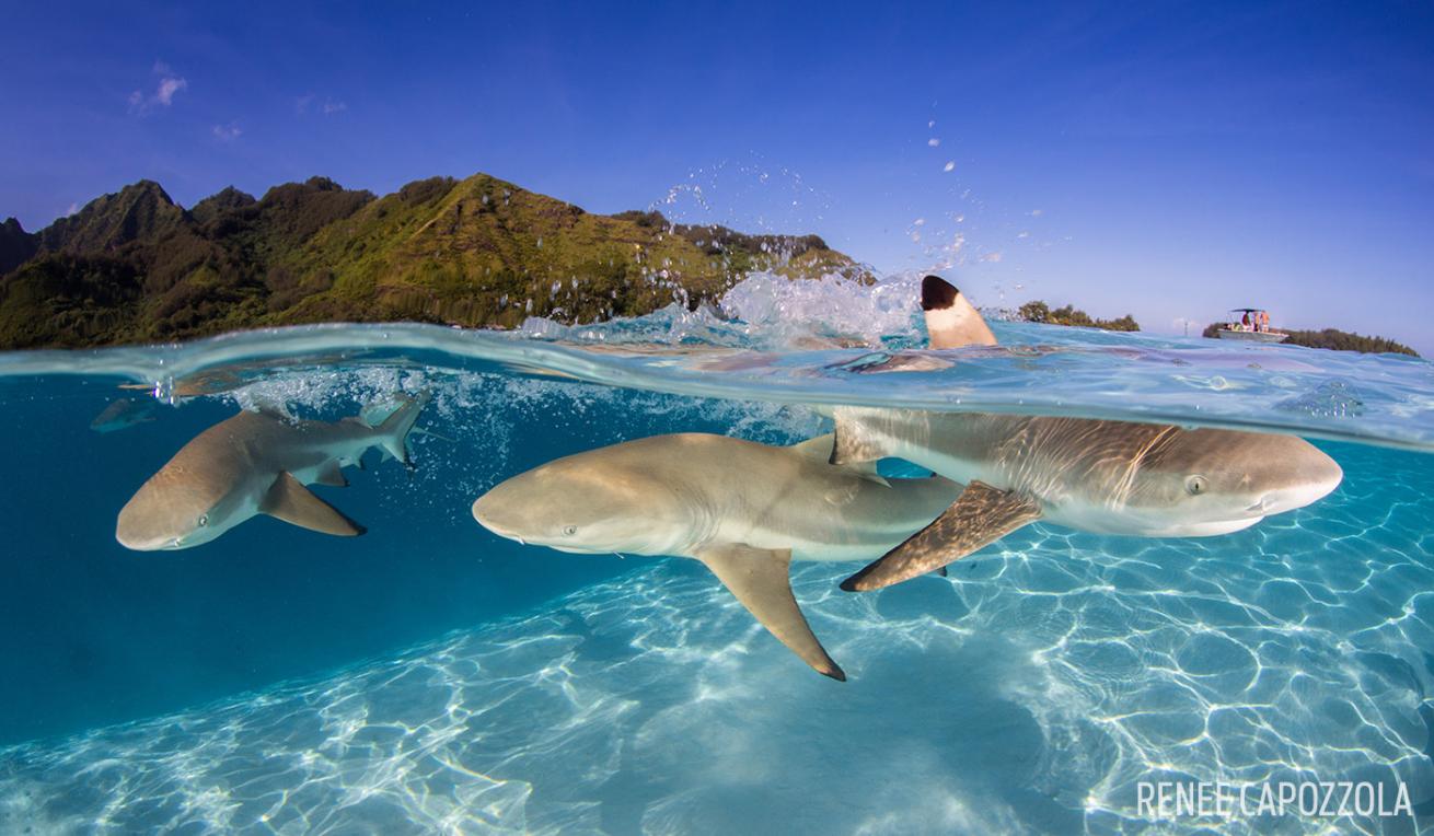 blacktip reef shark moorea french polynesia underwater photography split image scuba