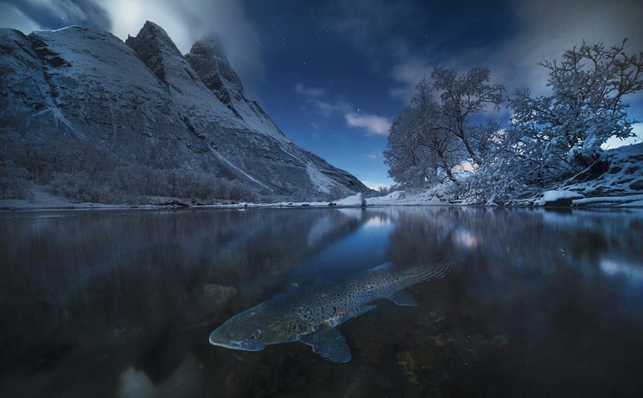 Photo of brown trout in Signaldalen River Norway snow