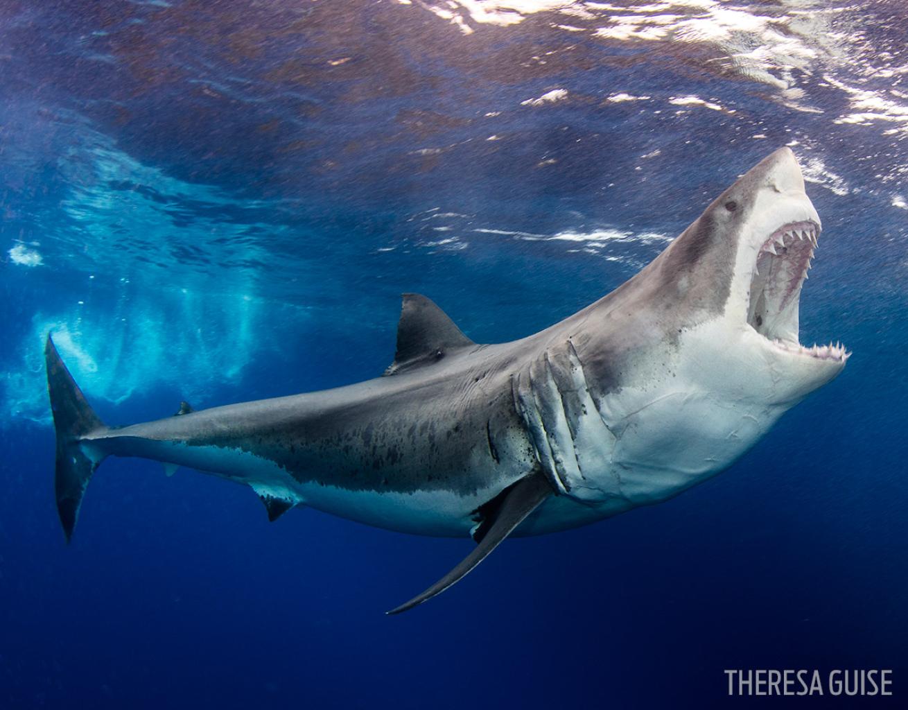 great white shark mexico underwater photography scuba
