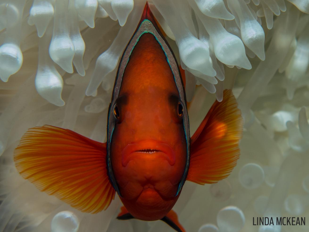 face clownfish close fin anemone underwater photography