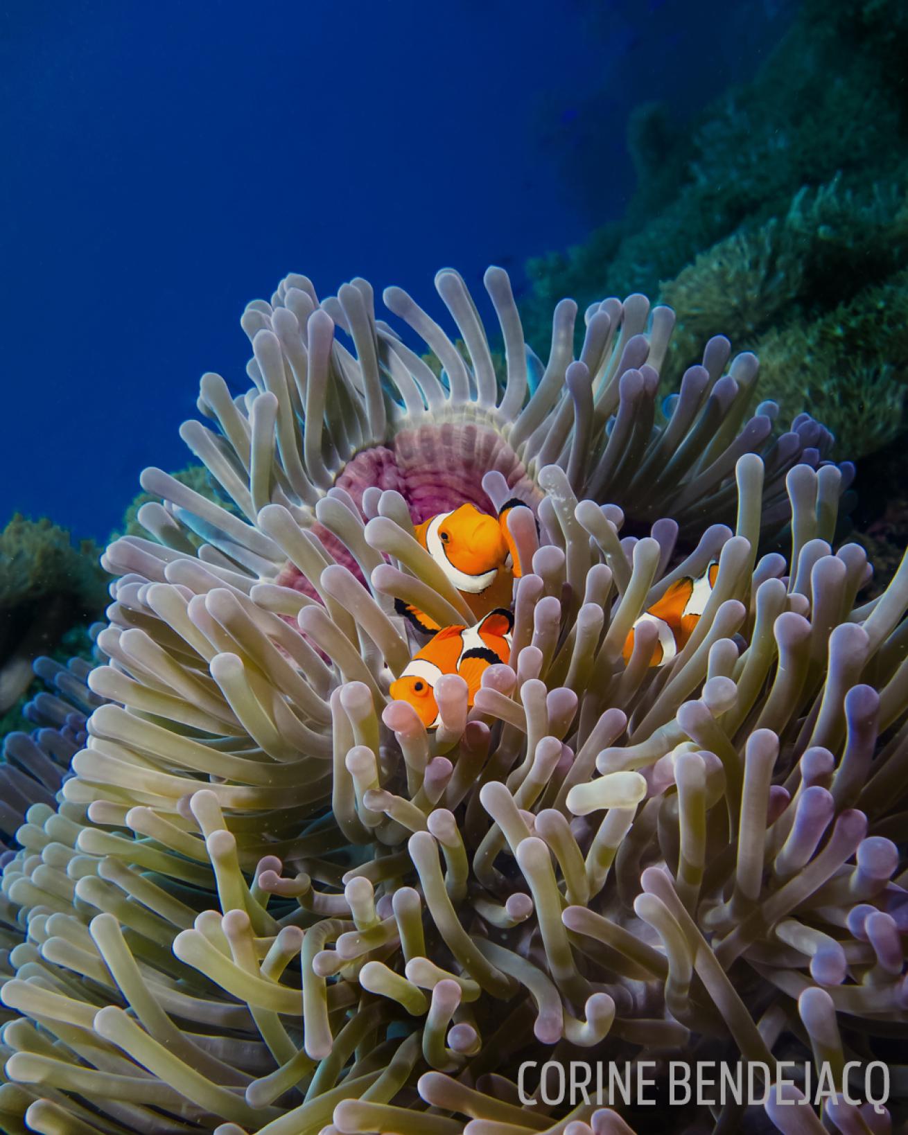anemonefish clownfish nemo home reef underwater photography
