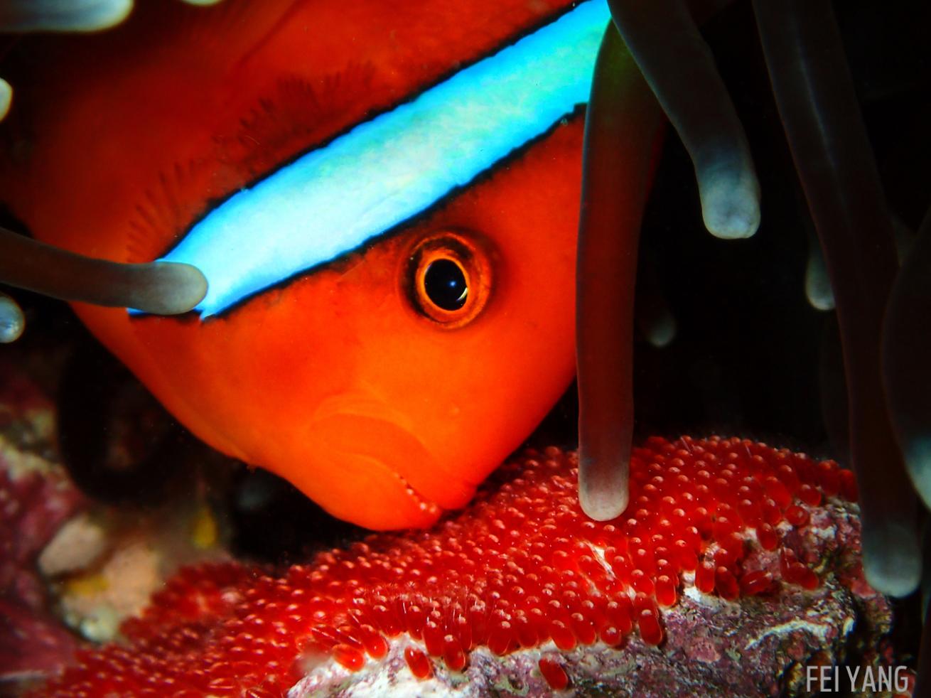 anemonefish clown orange home underwater photography