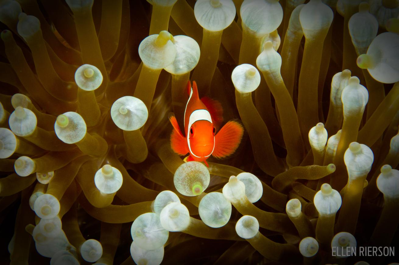 anemonefish bright clownfish papau new guinea underwater photography