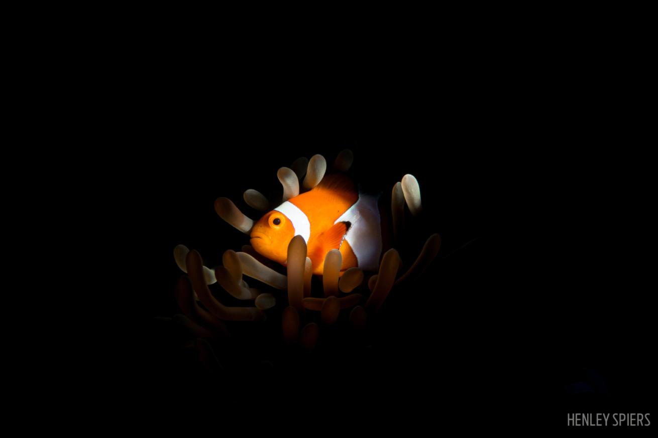 nemo clownfish dark dusk anemone underwater photography