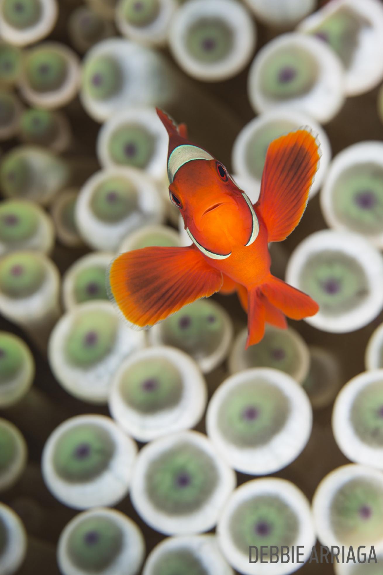 clown green fin swim anemone fish underwater photography