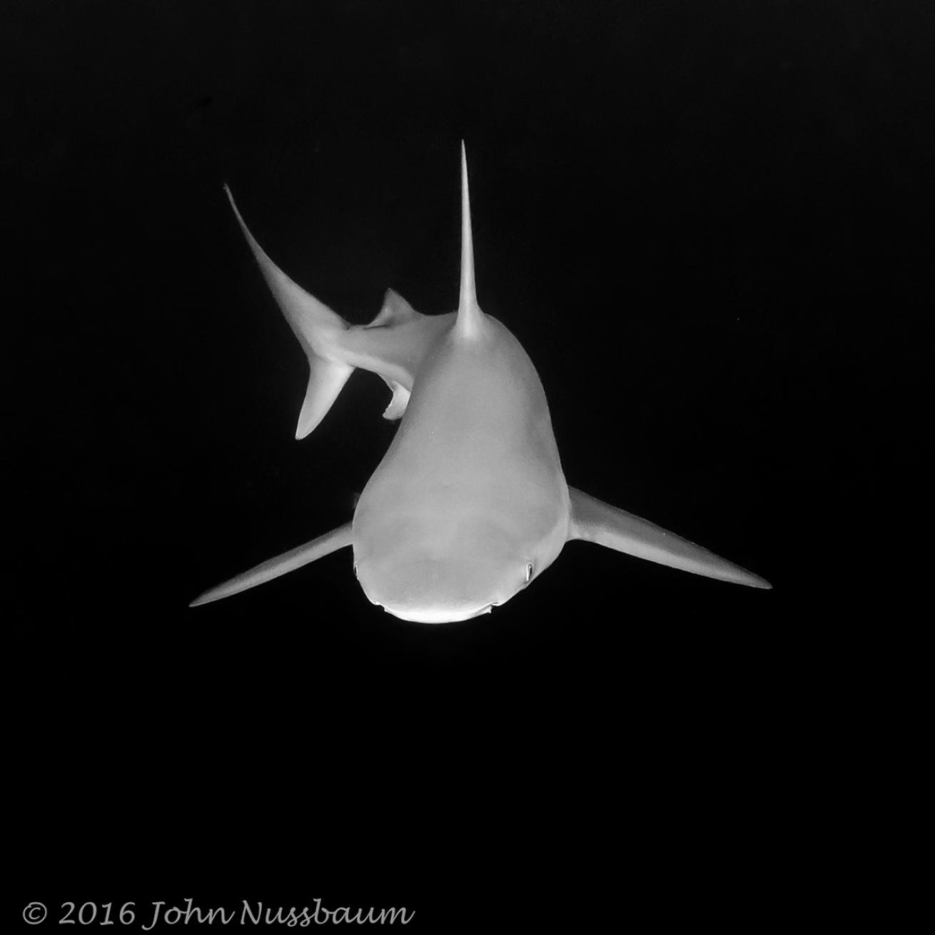 bull shark jupiter florida underwater photography scuba