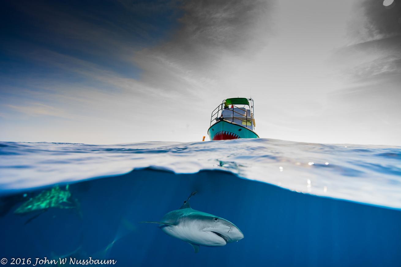 emerald charters shark dive split image underwater photography