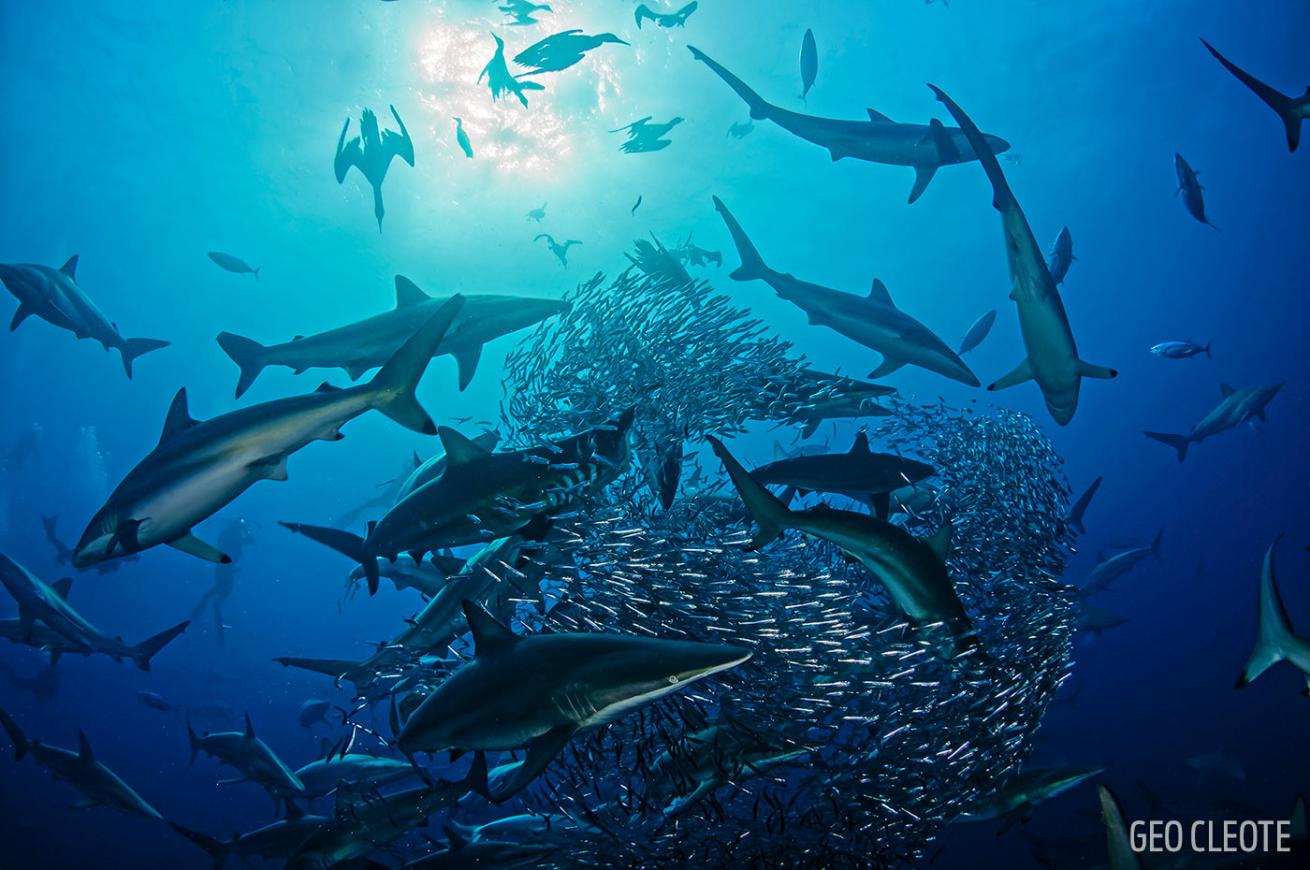baitball sharks sardine run underwater photography scuba diving