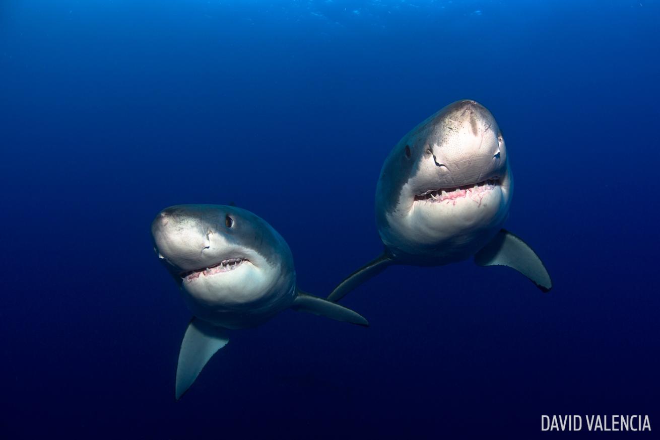 great white sharks couple mexico underwater photography scuba