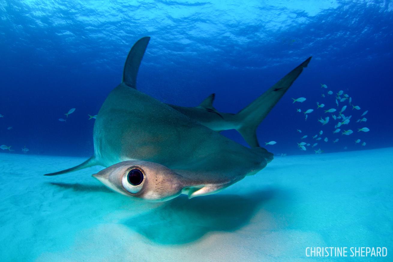 hammerhead eye bimini bahamas underwater photography scuba