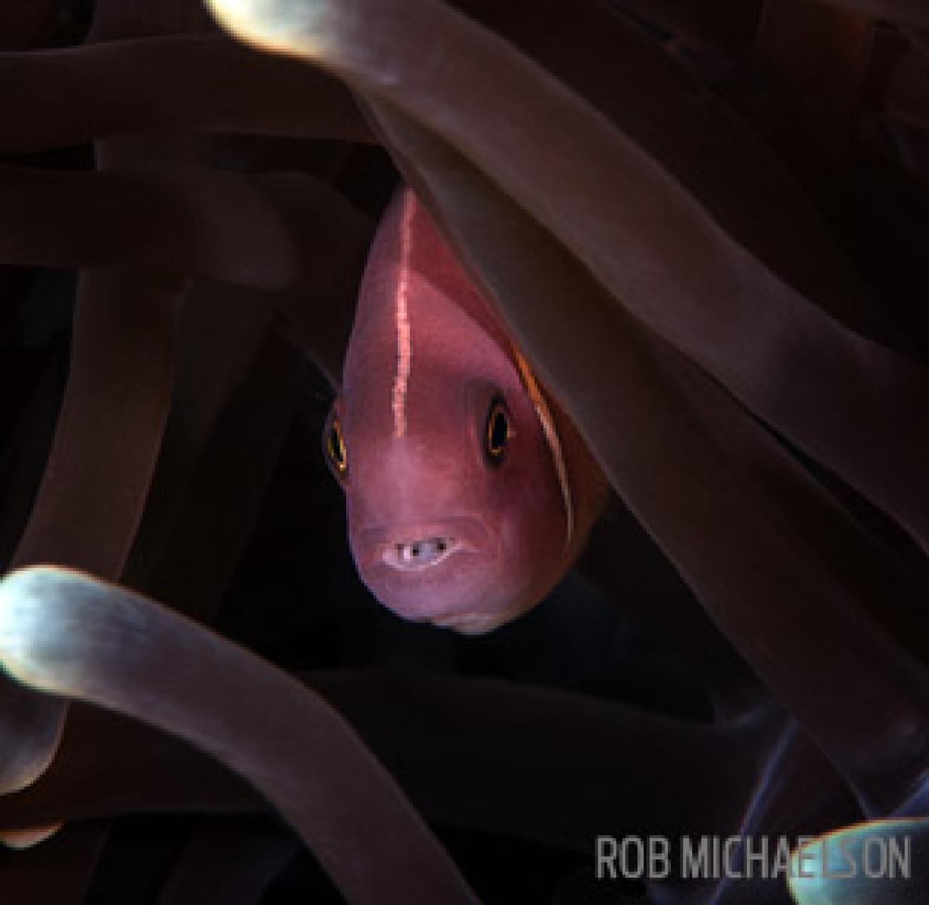 isopod clownfish anemonefish dark underwater photography