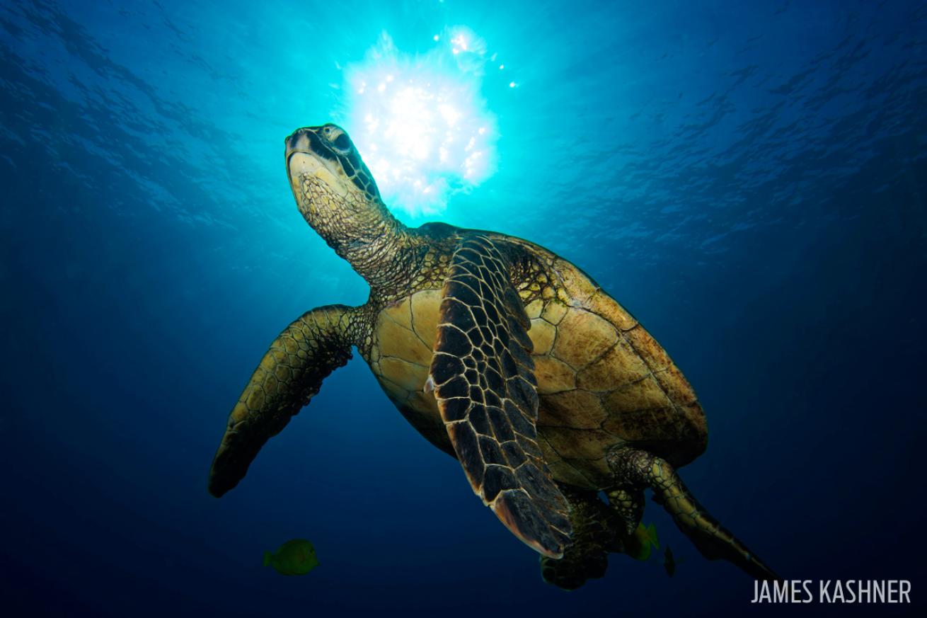 green sea turtle swimming underwater photography scuba