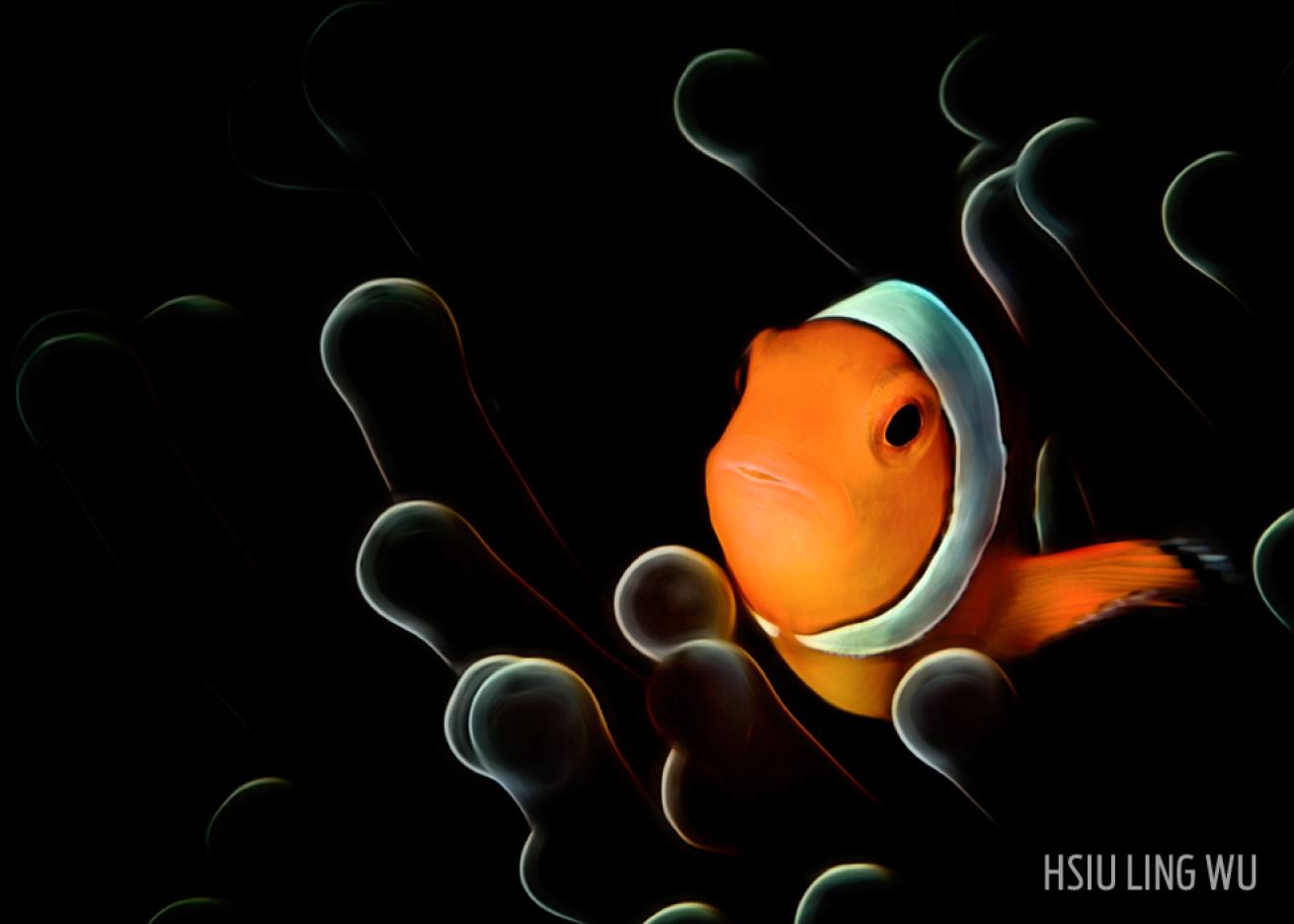 clownfish dark anemone black underwater photography