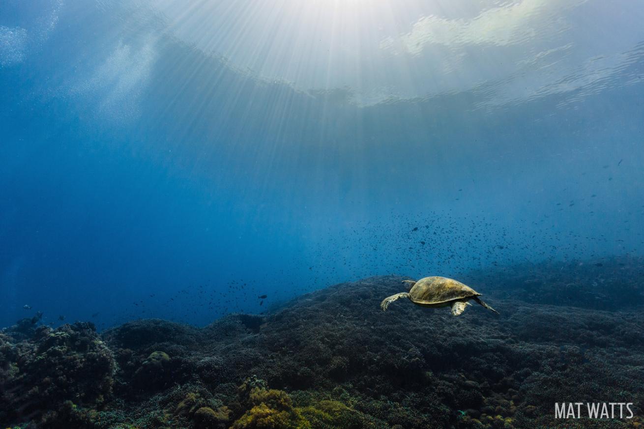 turtle underwater photography philippines scuba