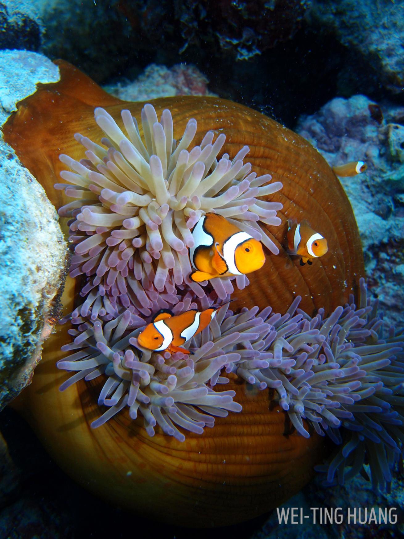 clownfish anemone purple dive underwater photography scuba diving