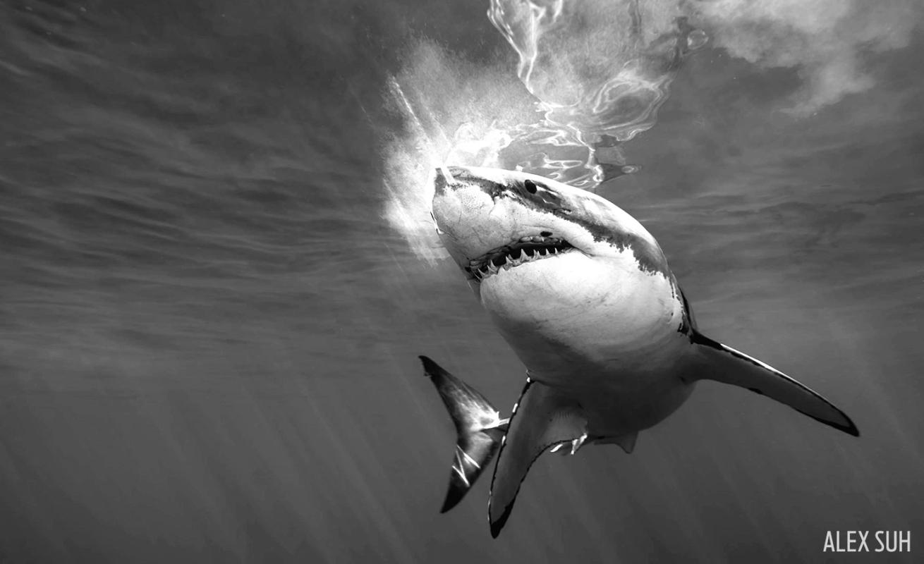 Great white shark mexico underwater photography scuba