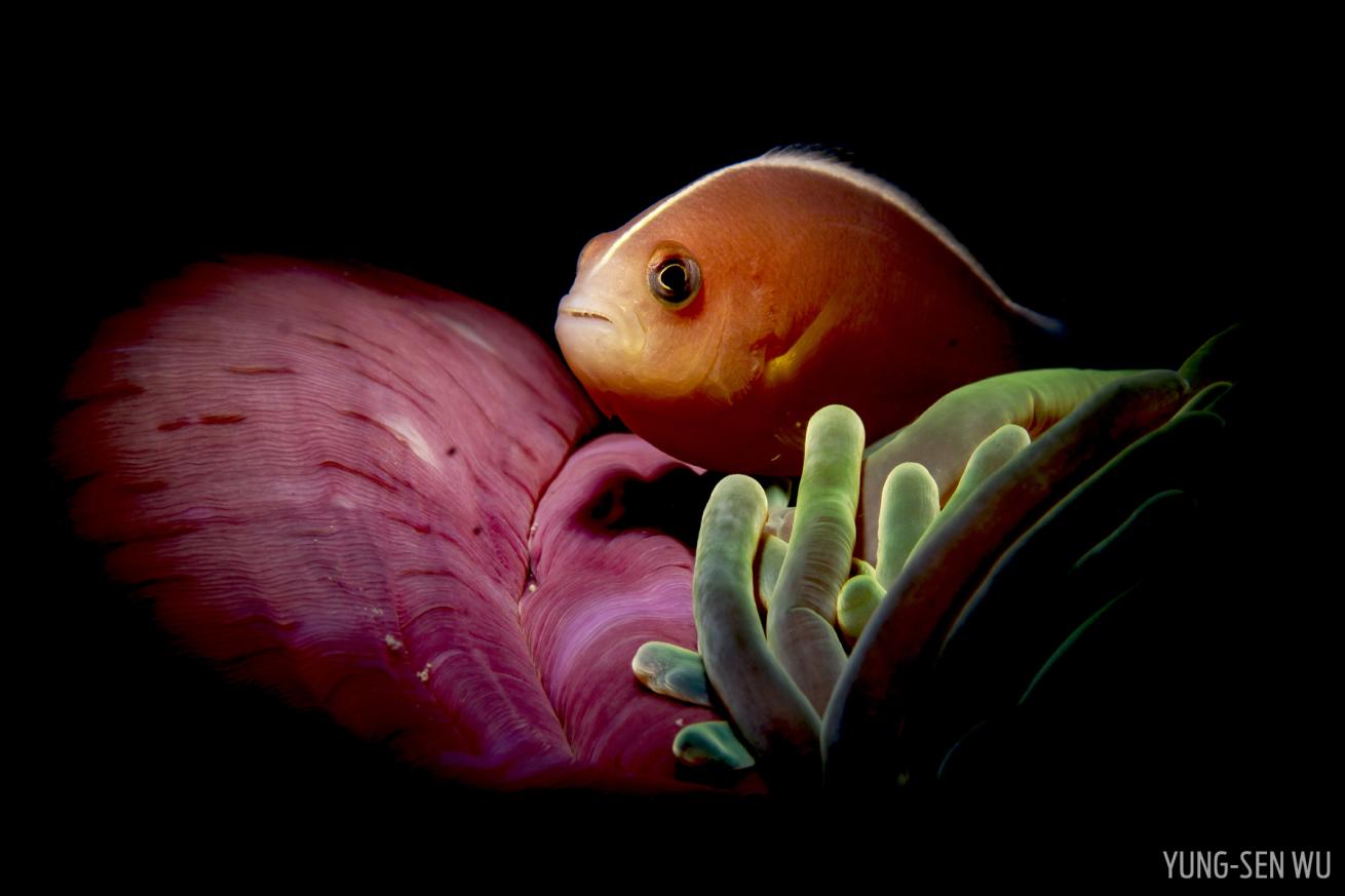 clownfish fin pink green anemone underwater photography